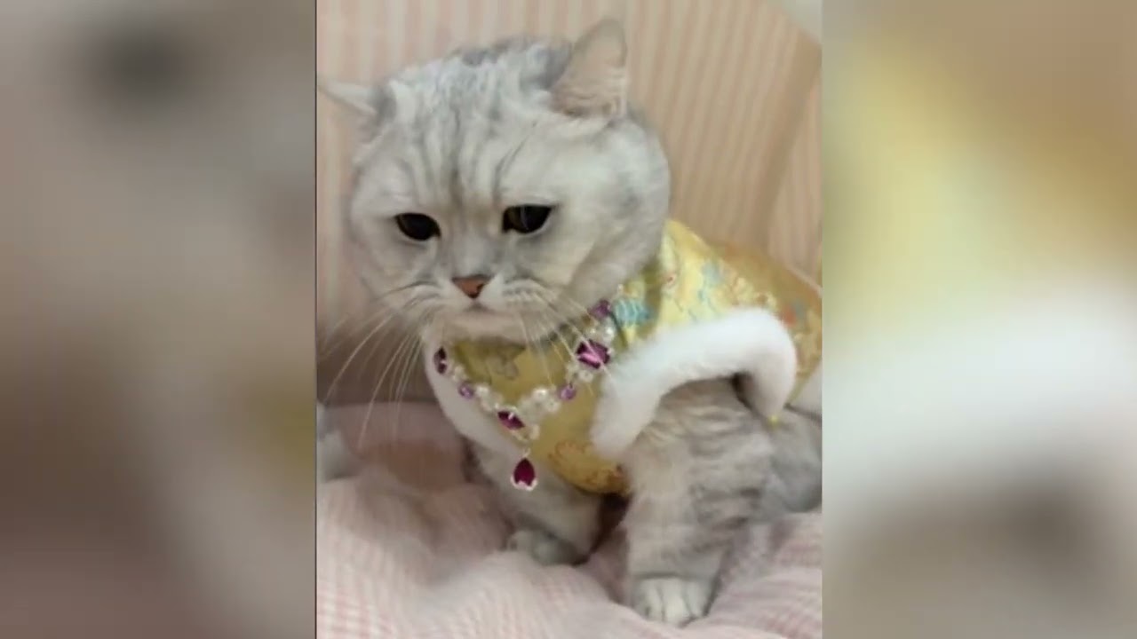 Collection of Cute Cats in 2026 Part 10 🐱