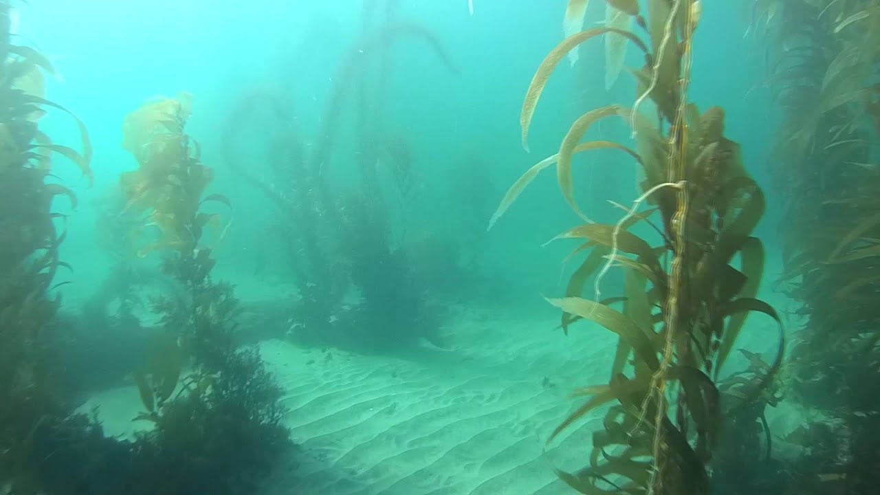 Scuba Diving Little Corona, Corona Del Mar, CA 11Jan2014