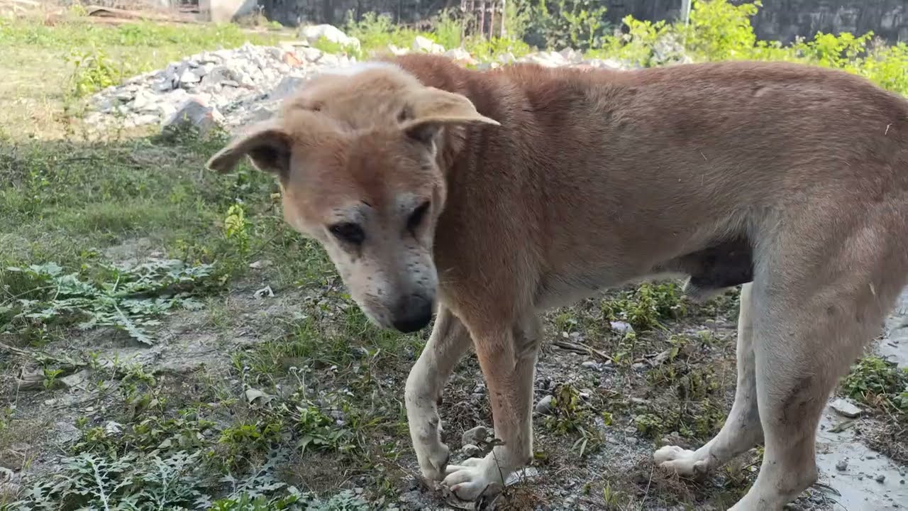 Amader street dog Debu 🐕🥰 Aaj pet bhare roti khelo#dog#animallover#dogslover#streetdog#🥰🐕#