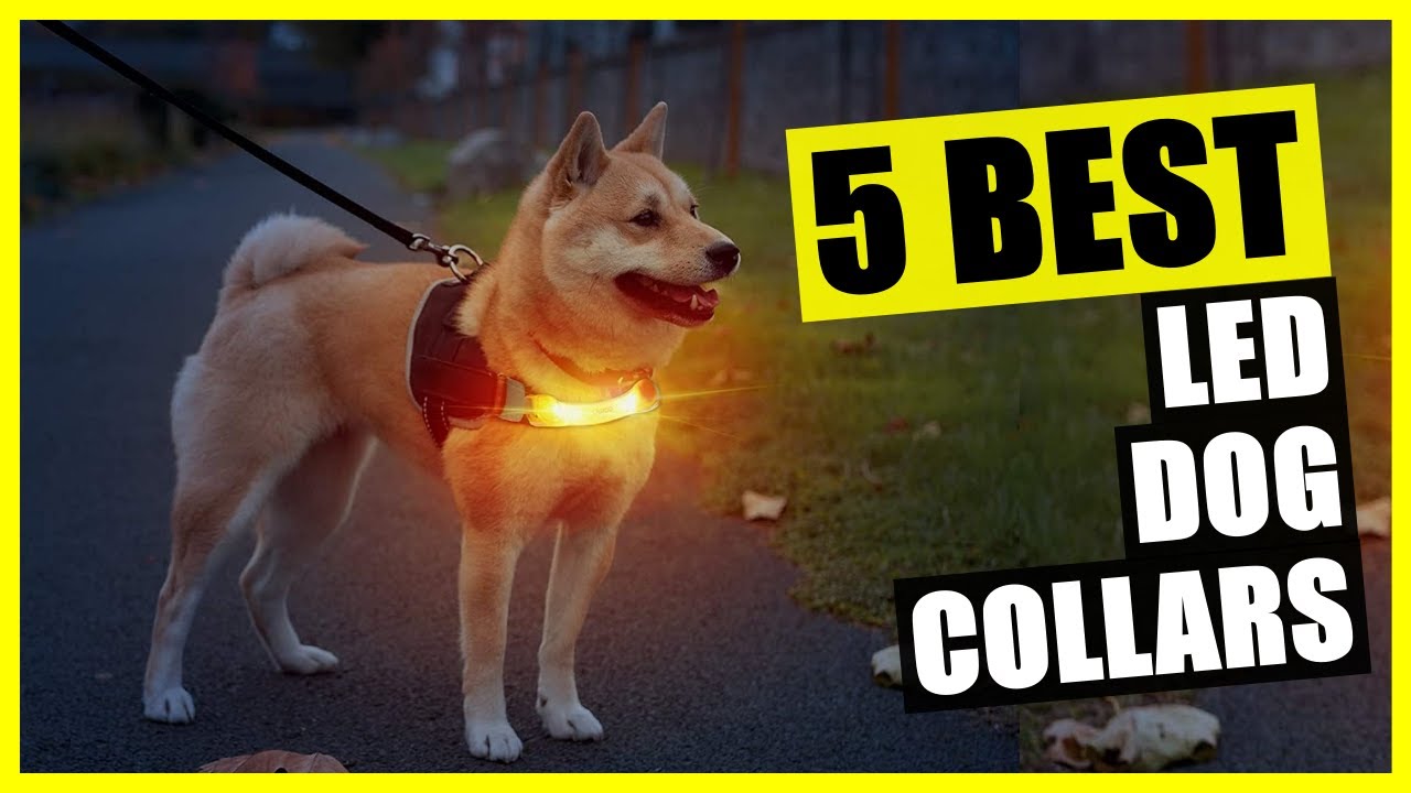 TOP 5: Best LED Dog Collar Light [2023]