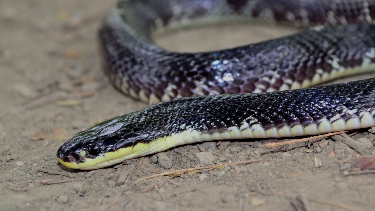 10 EXOTIC ANIMALS IN PAKISTAN