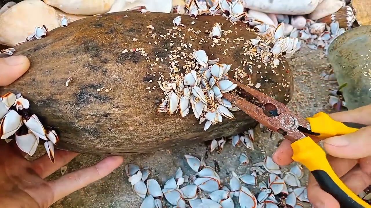 Satisfying ASMR Barnacles Removal – ASMR Cleaning No Talking (P8)