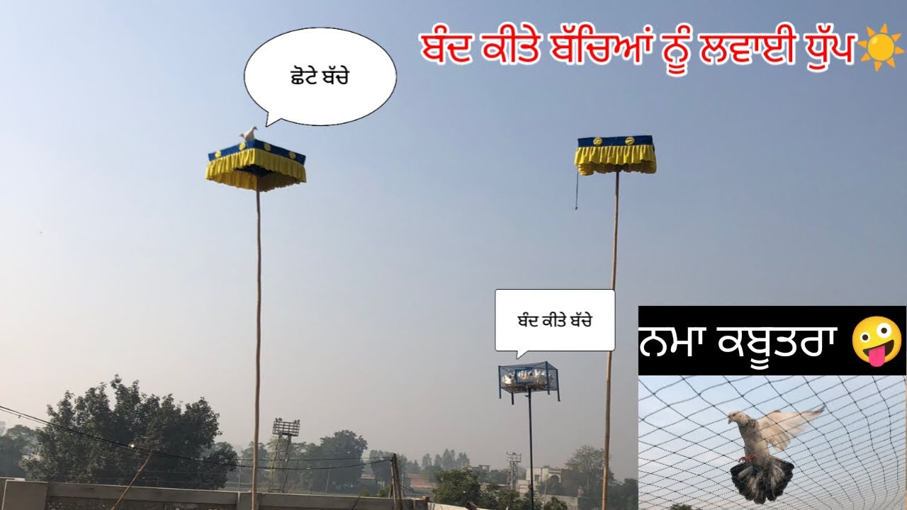 ਲਓ ਜੀ ਅੱਜ ਲਵਾਈ ਬੰਦ ਕੀਤੇ ਸਾਰੇ ਬੱਚਿਆਂ ਨੂੰ ਧੁੱਪ☀️ ਇੱਕ ਫੜਿਆ ਨਵਾਂ ਵੱਡਾ ਕਬੂਤਰ 🕊️