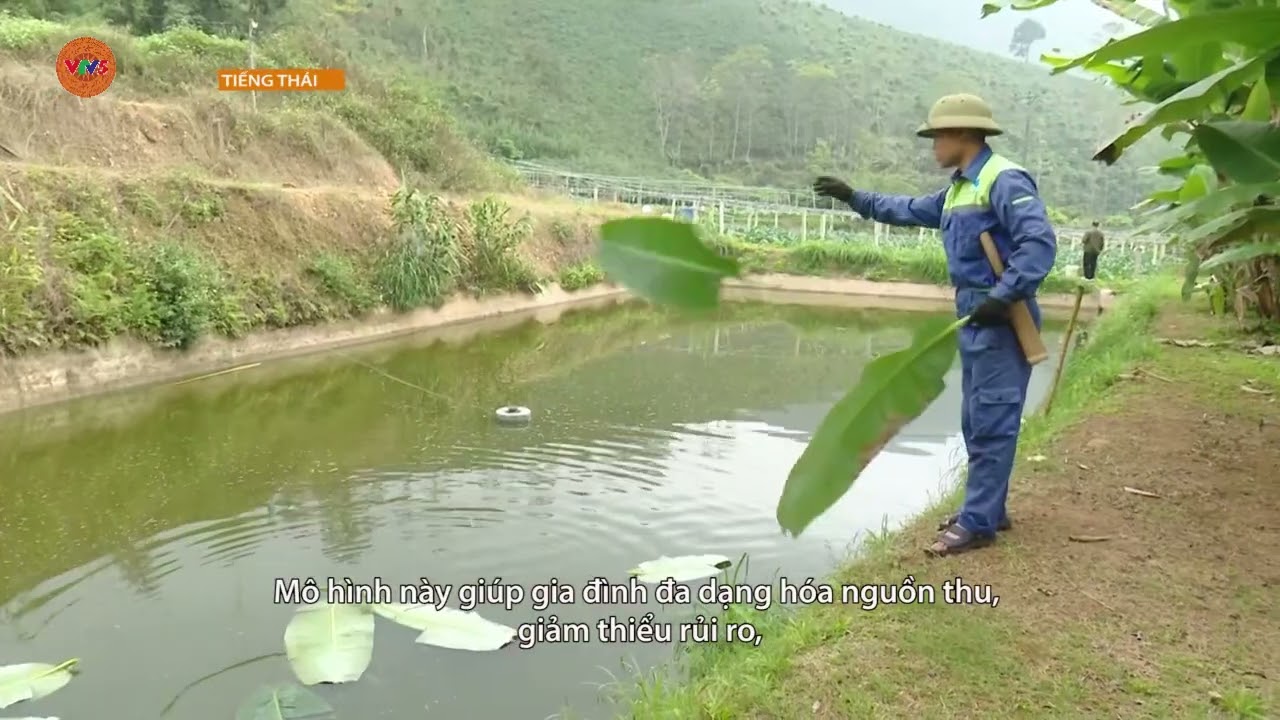 [TIẾNG THÁI] HIỆU QUẢ TỪ MÔ HÌNH KINH TẾ VAC BỀN VỮNG | VTV5