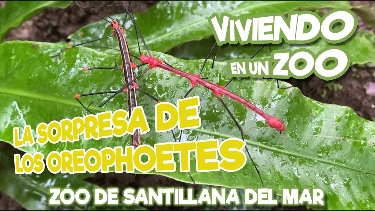 La sorpresa de los Oreophoetes