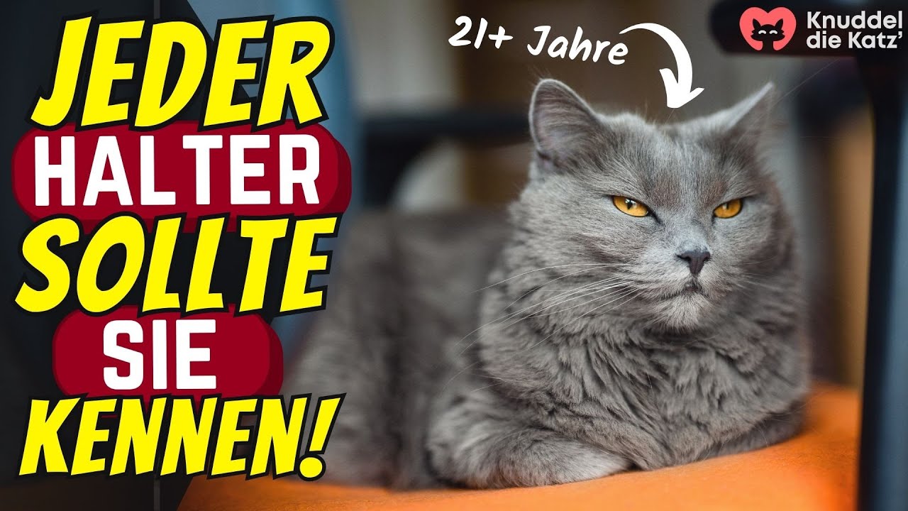 19 Dinge, die das Leben deiner Katze verl&auml;ngern