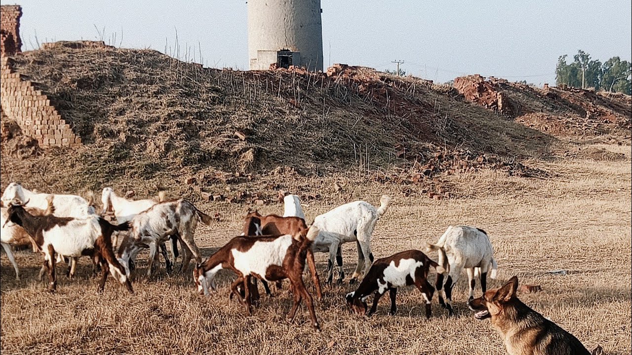 🐐 Afternoon Goat Herding with My German Shepherd | Midday Farm Session