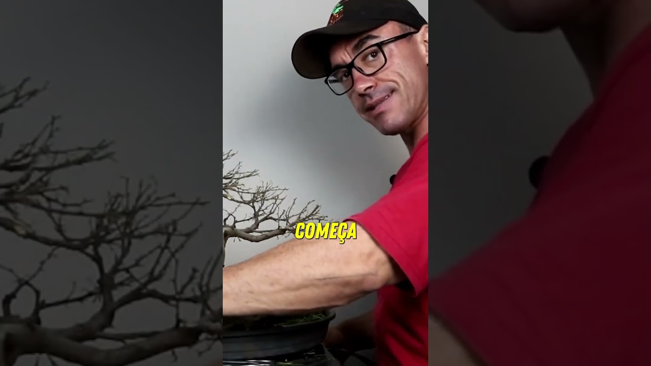COME&Ccedil;ANDO NO BONSAI DO JEITO CERTO