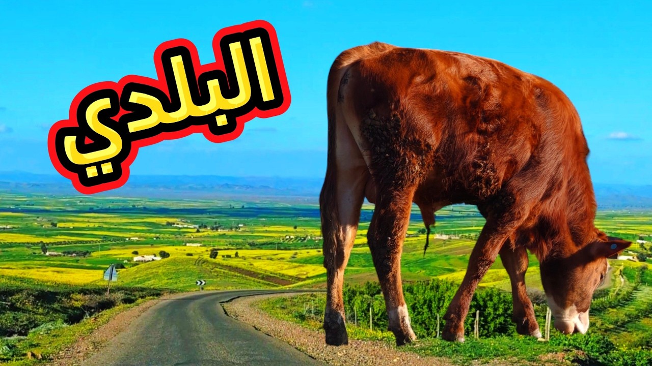 من البادية لكعارة والعجل البلدي أبي الجعد 14/03/2026