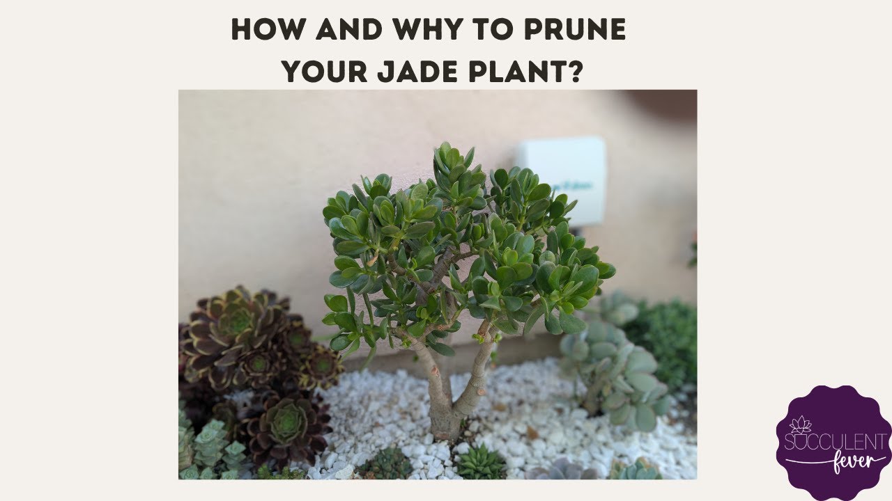 Benefits of pruning your jade plant. How to prune a Jade plant? When to prune a Jade plant?