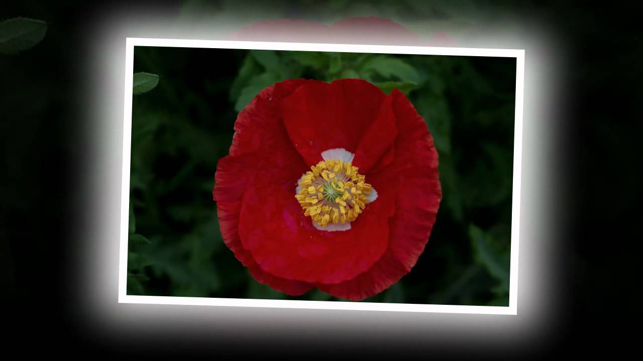 Coquelicots in Roaix