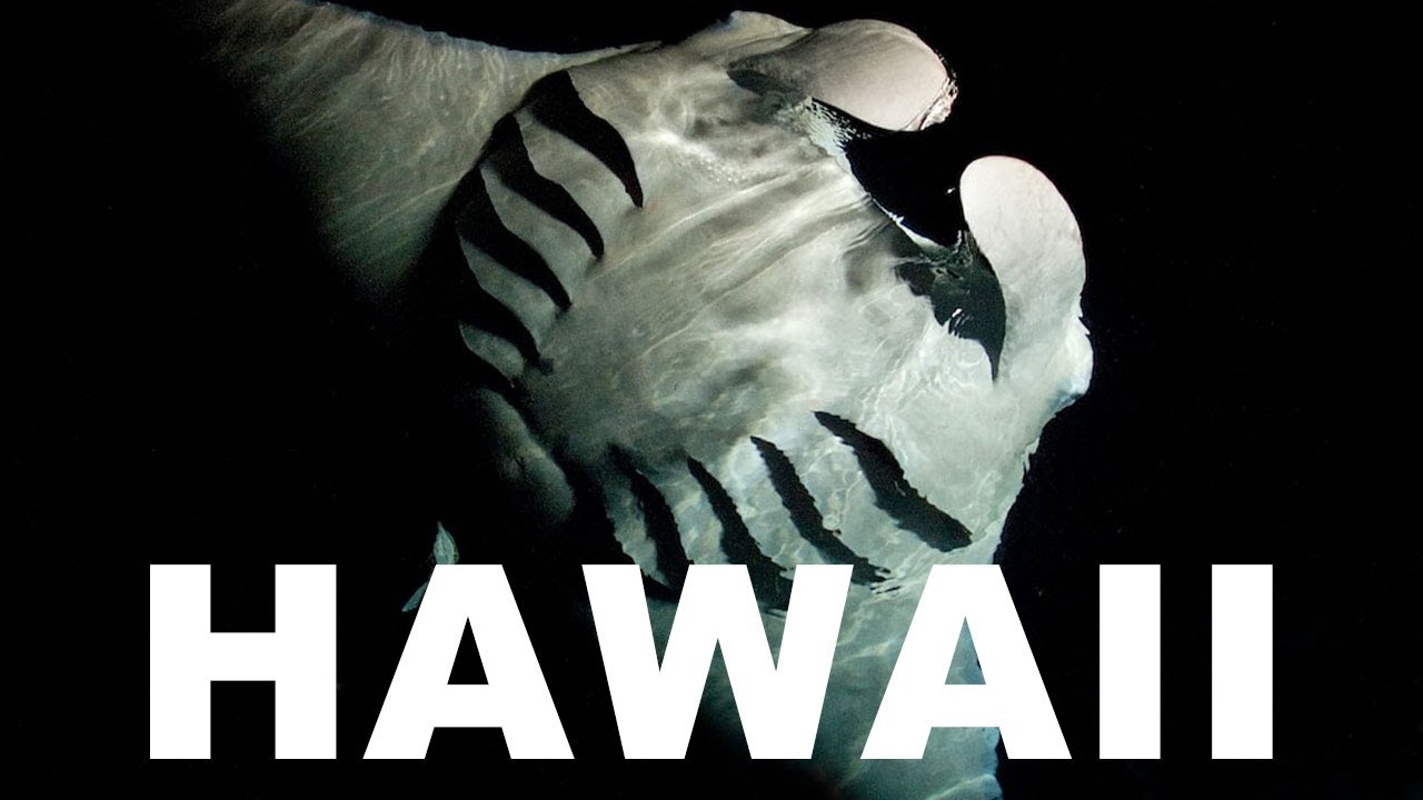 Best night dive ever - Manta rays in Kona, Hawaii with Surf-Fur