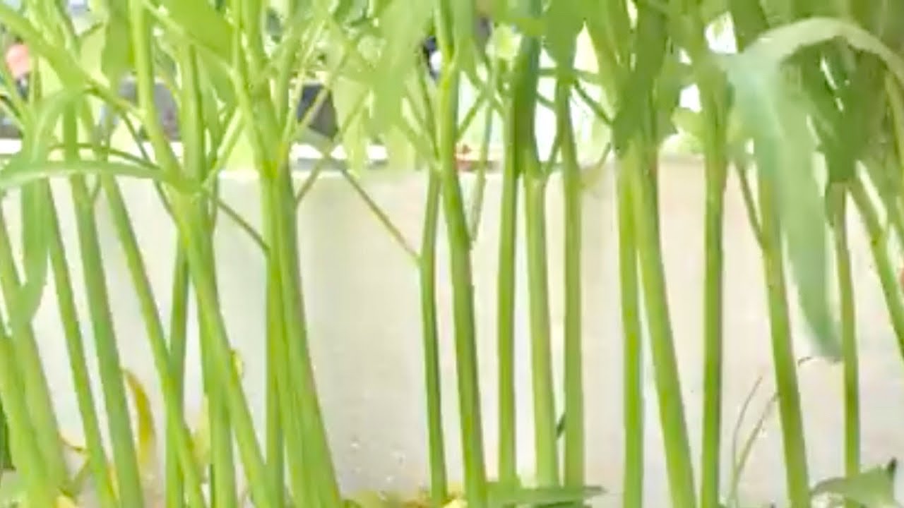 #1 Trồng rau muống theo cách này rất năng suất - Tự trồng rau sạch tại nhà | Rooftop Garden