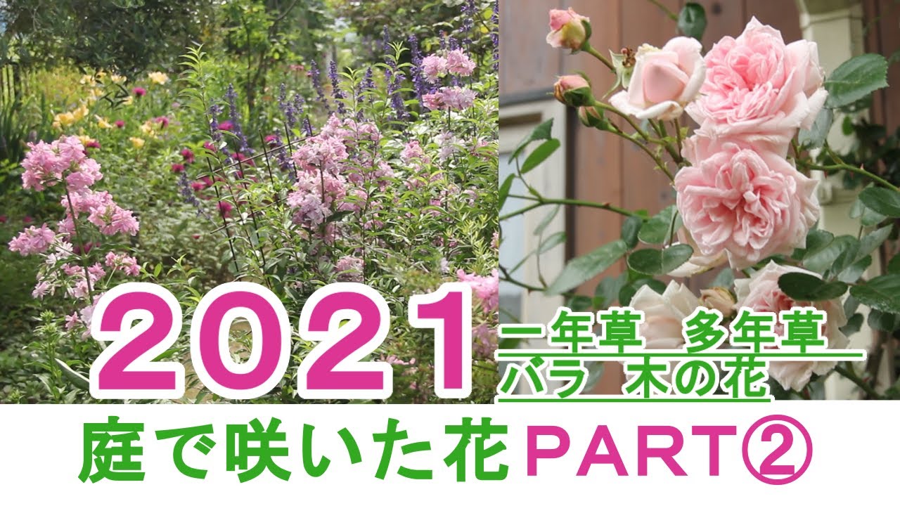 【2021年我が家の庭で咲いた花】バラ／宿根草／一年草