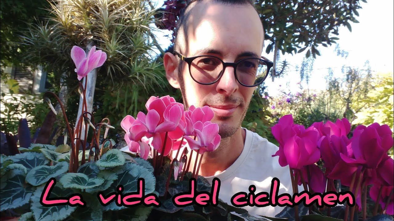 Ciclamen, flores de invierno 