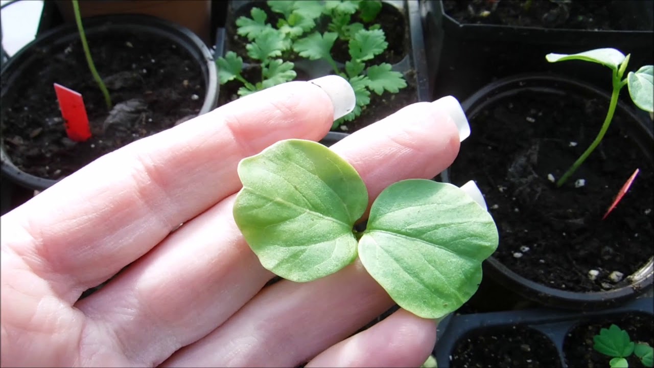Roselle Red Hibiscus Seedlings Update, What I Learned About Growing Roselle Red Hibiscus Seedlings