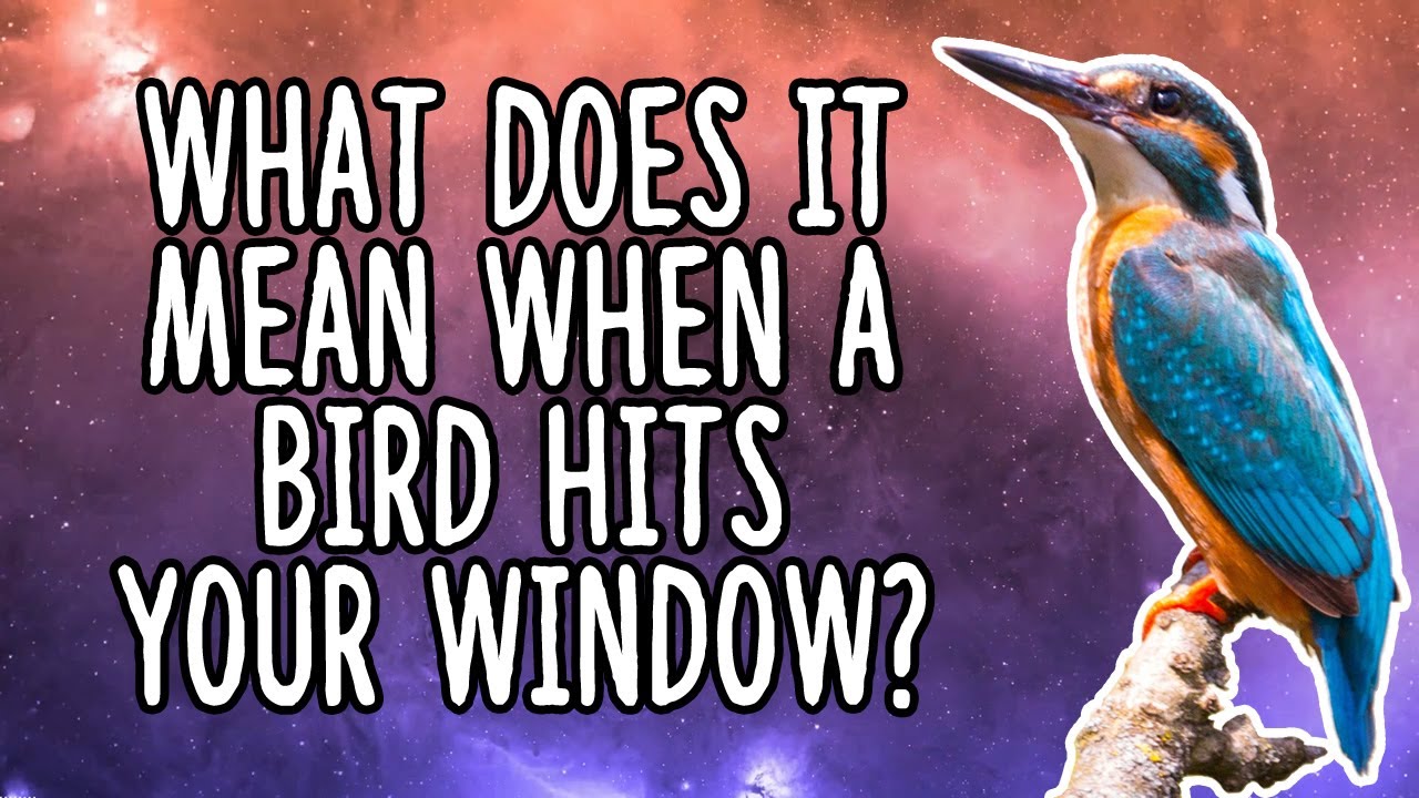 What Does It Mean When a Bird Hits Your Window | Bird Flying Into Window