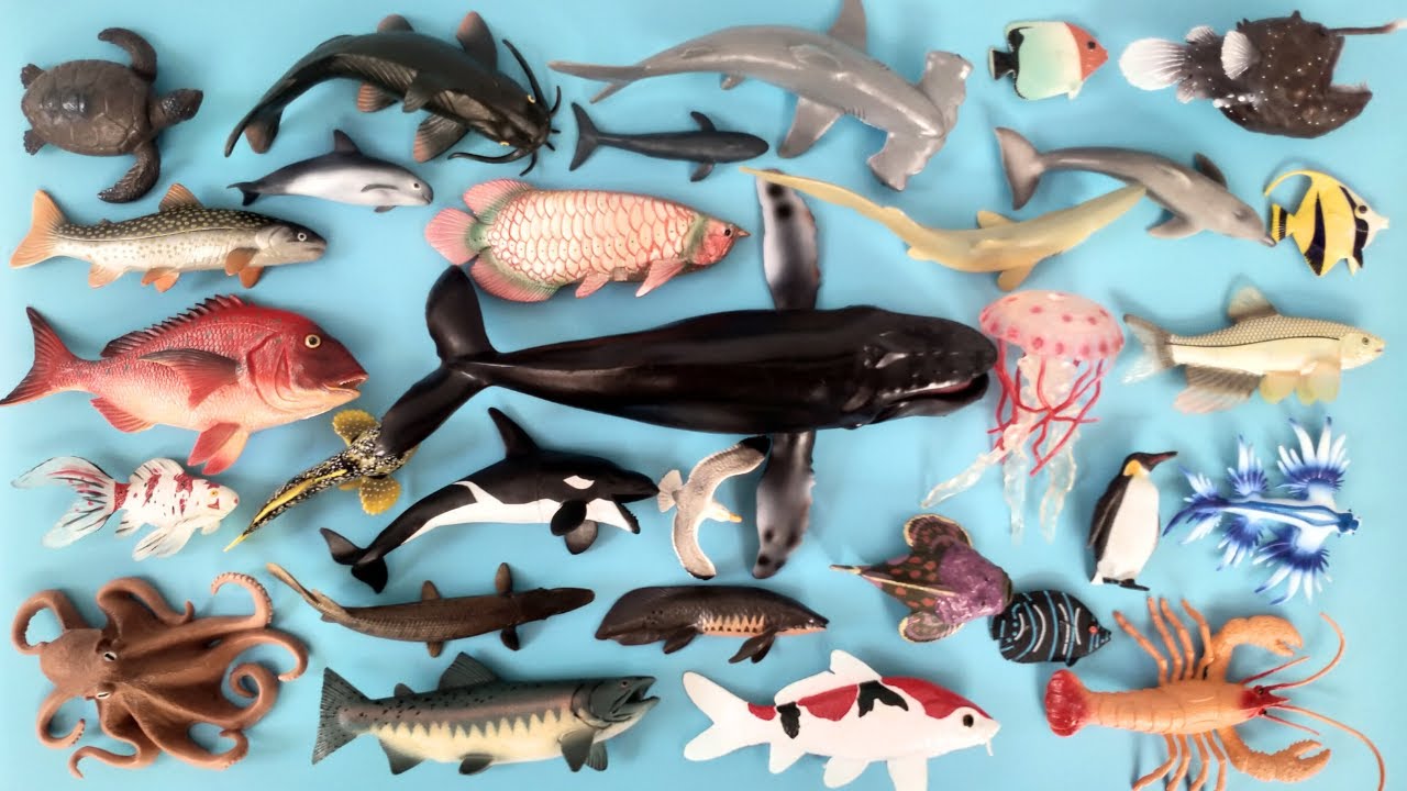 Hewan Laut dan Ikan Air Tawar, Hiu Martil, Lobster, Paus Orca, Ikan Tembakul, Arwana, Arapaima