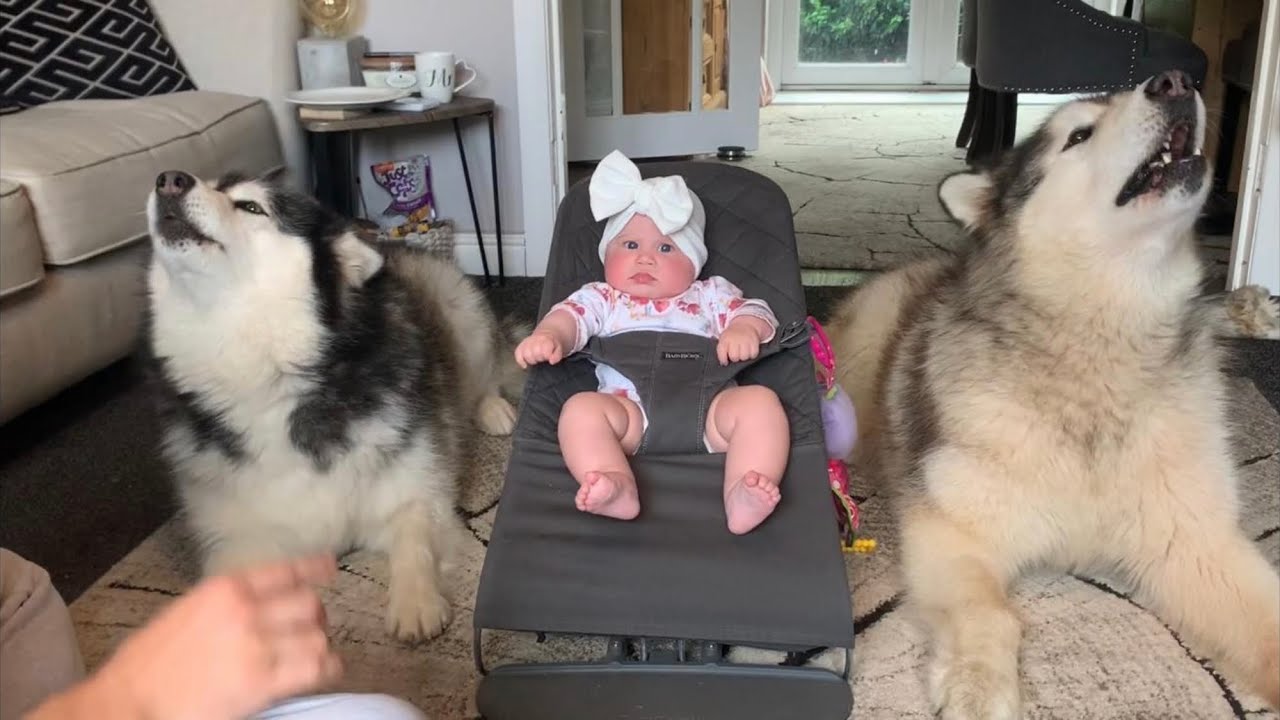 Giant Fluffy Dogs Sing To Baby Talking Malamutes (Cutest Duo Ever!!)