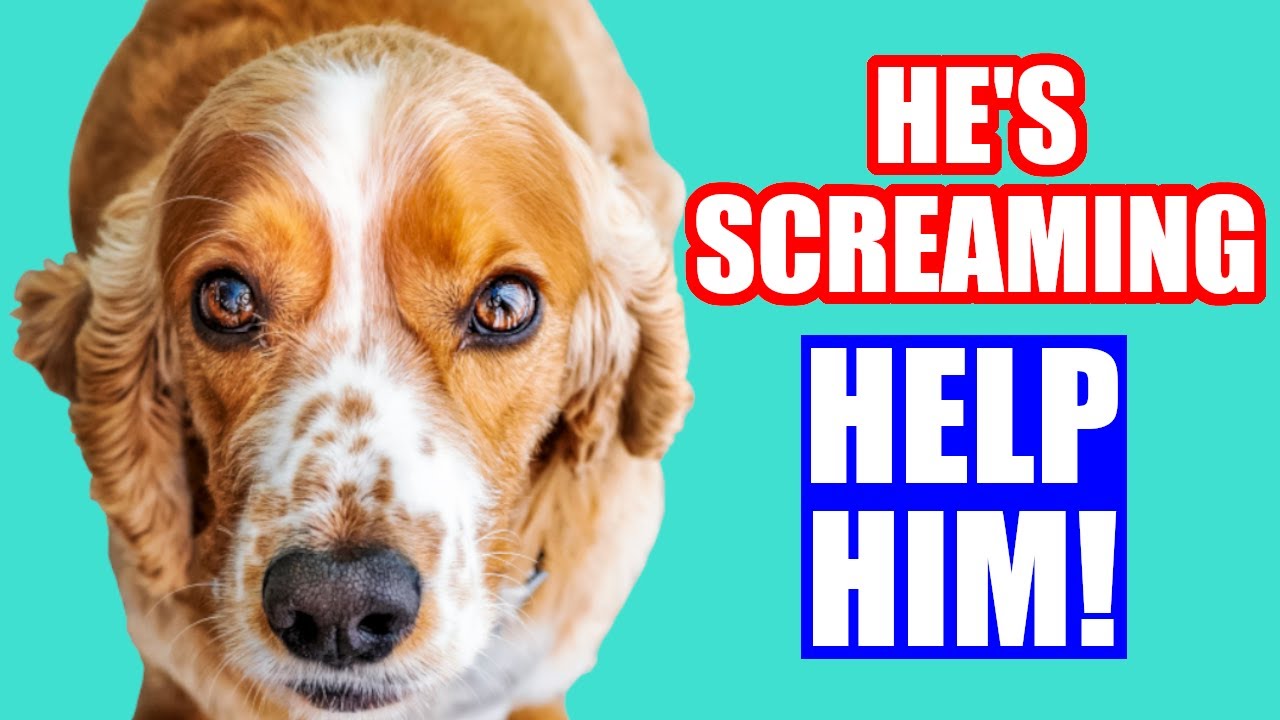 7 Subtle Signs of an Afraid Dog (DON'T IGNORE #4)