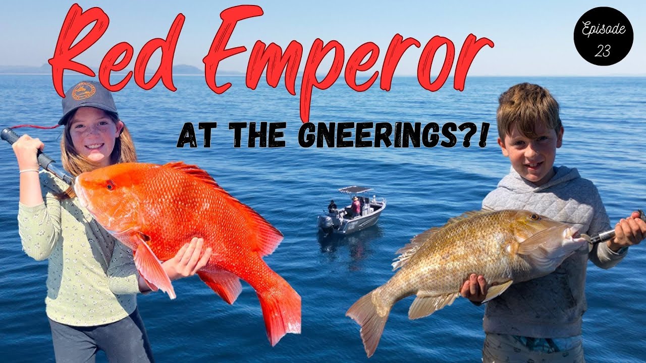 ЛЕГАЛЬНЫЙ Red Emperor ВЫЛОВЛЕН в GNEERINGS Mooloolaba! Плюс Stonka Grassy Sweetlip и многое другое!!