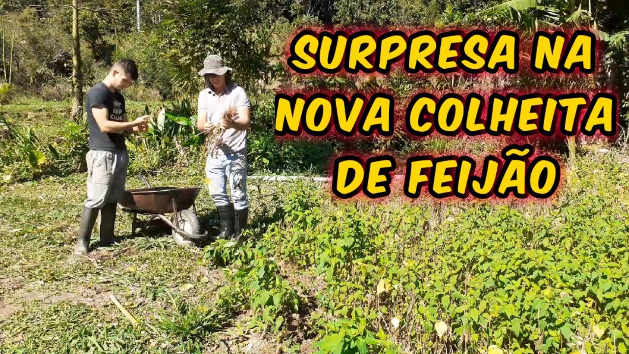 NOSSA SUPER COLHEITA DE FEIJ&Atilde;O/ESSA COLHEITA FOI BOA/Bora pra Ro&ccedil;a?