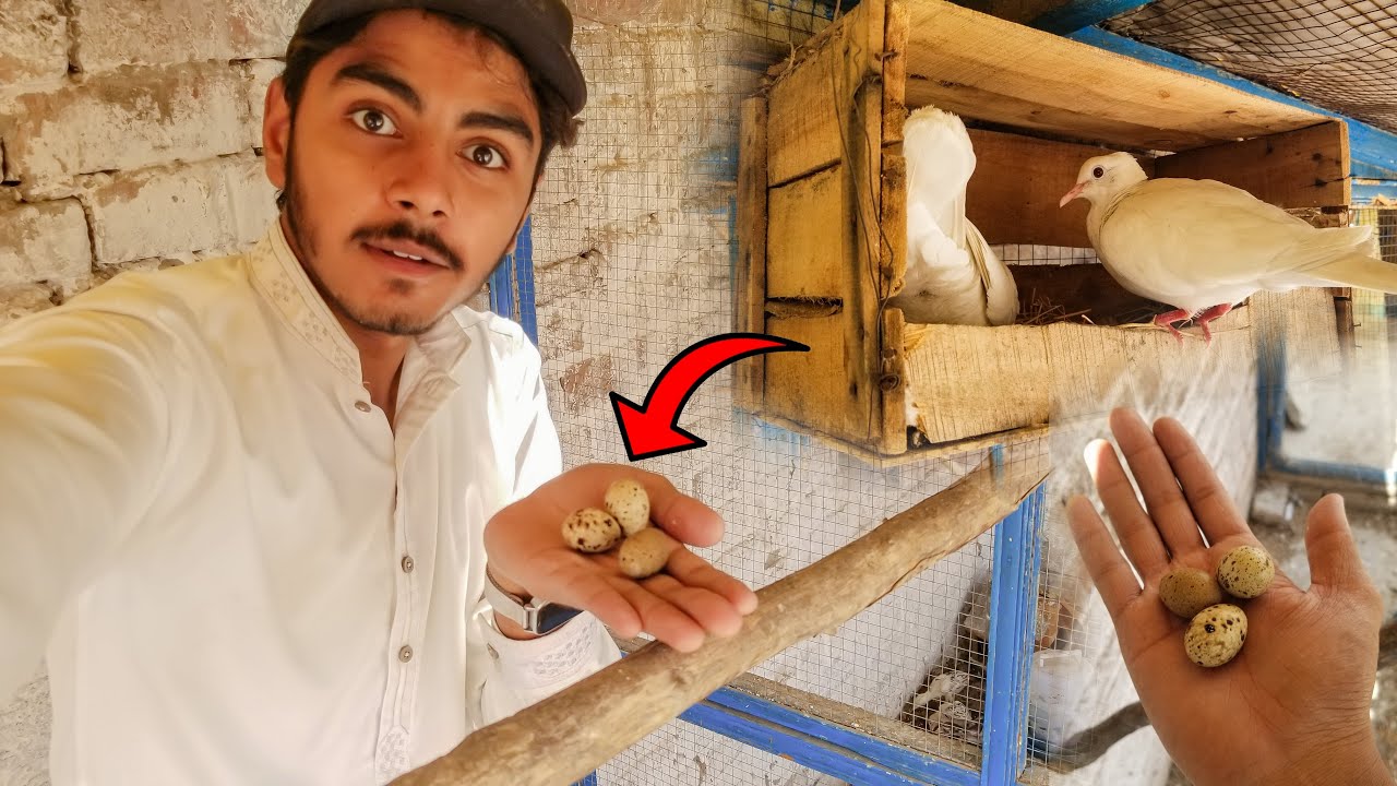 Birds Ki Breeding Progress 😍