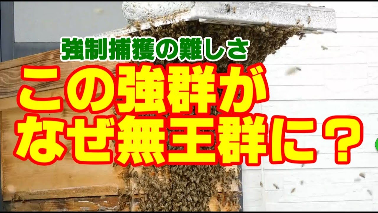 ミツバチ飼育113　　無王群となってしまった強群だった群れ