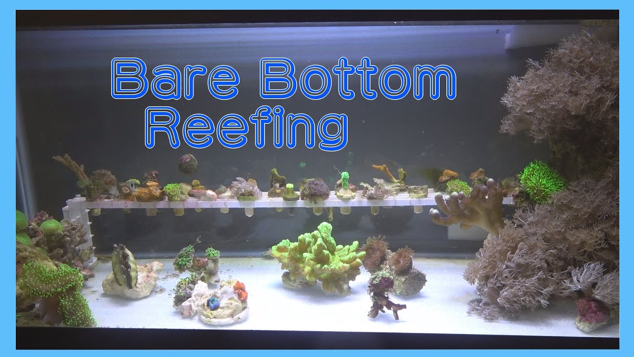 Spicy's Bare Bottom - Spicy Reef E117
