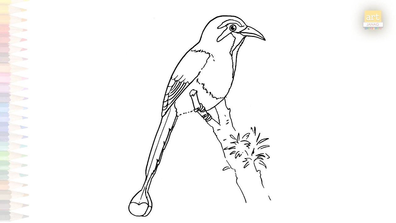 Torogoz bird drawings | Outline sketches | How to draw A Torogoz bird step by step | #artjanag