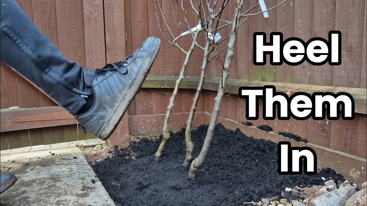 Do This if You Cant Plant Your Fruit Trees! (Bare Root)