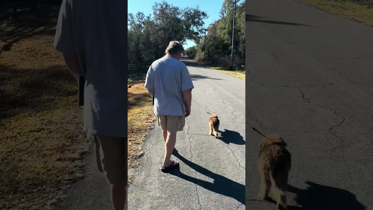 The last Family Walk with Nikki