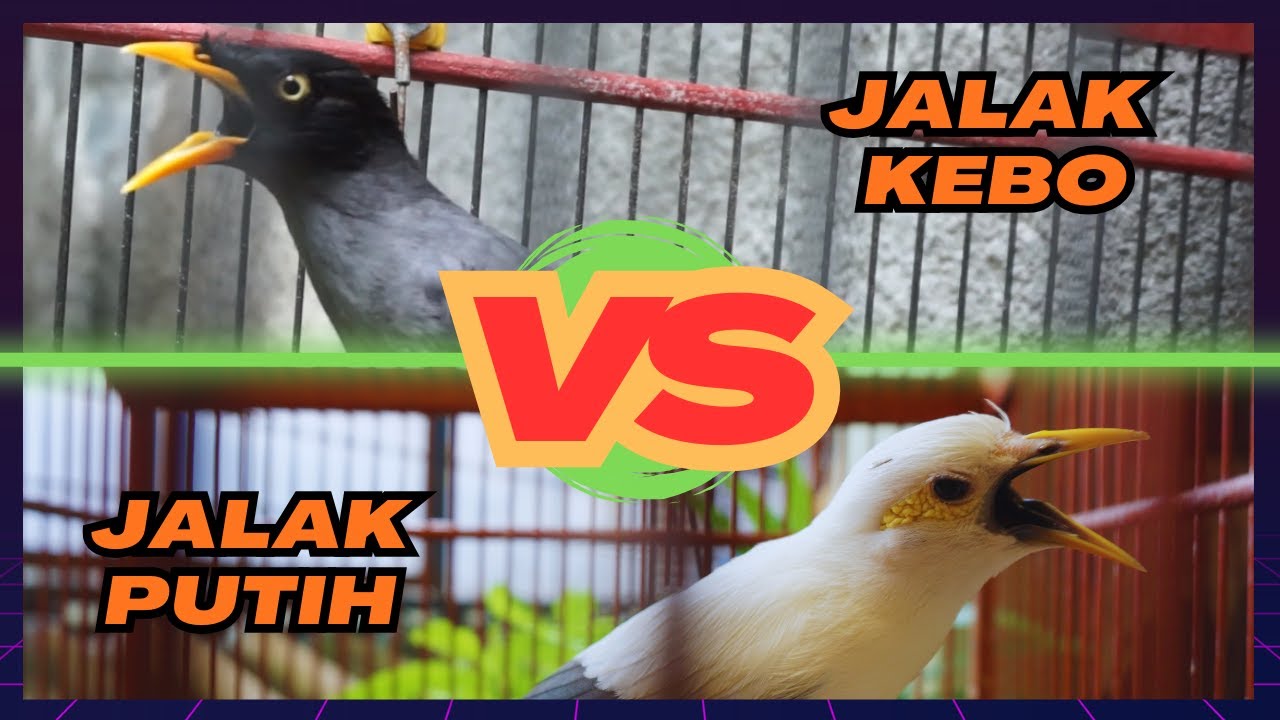JALAK KEBO VS JALAK PUTIH MANA YANG LEBIH BAIK???