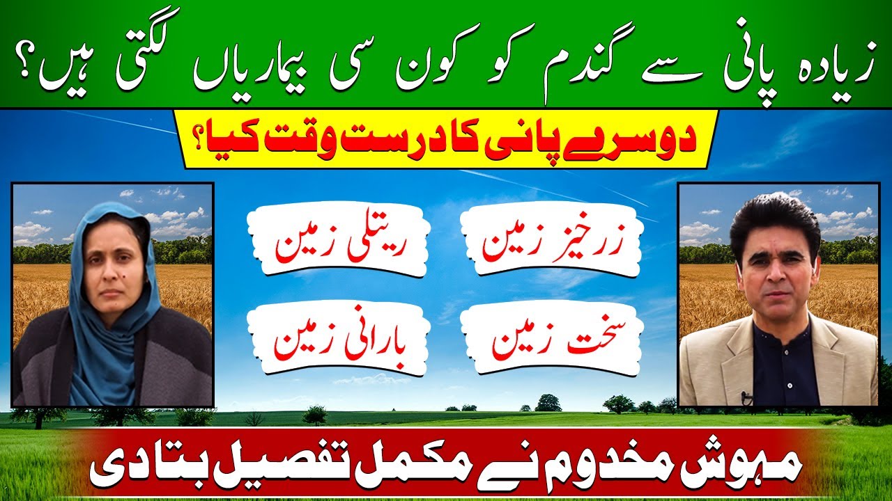 Wheat 2nd irrigation time| Wheat foliar spray master formula| wheat irrigation for sandy soil