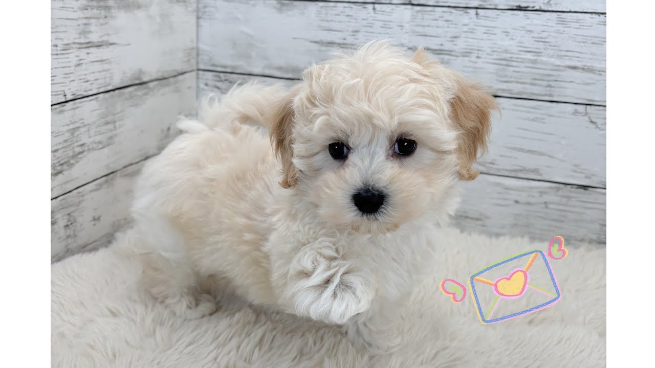 ふわふわクリームカラーのマルプーくん➿⭐️ 一生懸命に歩く姿が反則級の破壊力💘