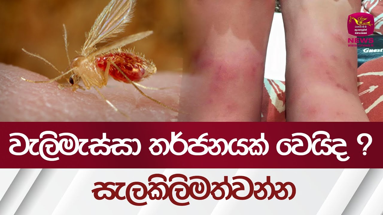 වැලිමැස්සා තර්ජනයක් වෙයිද ? සැලකිලිමත්වන්න | Rupavahini News