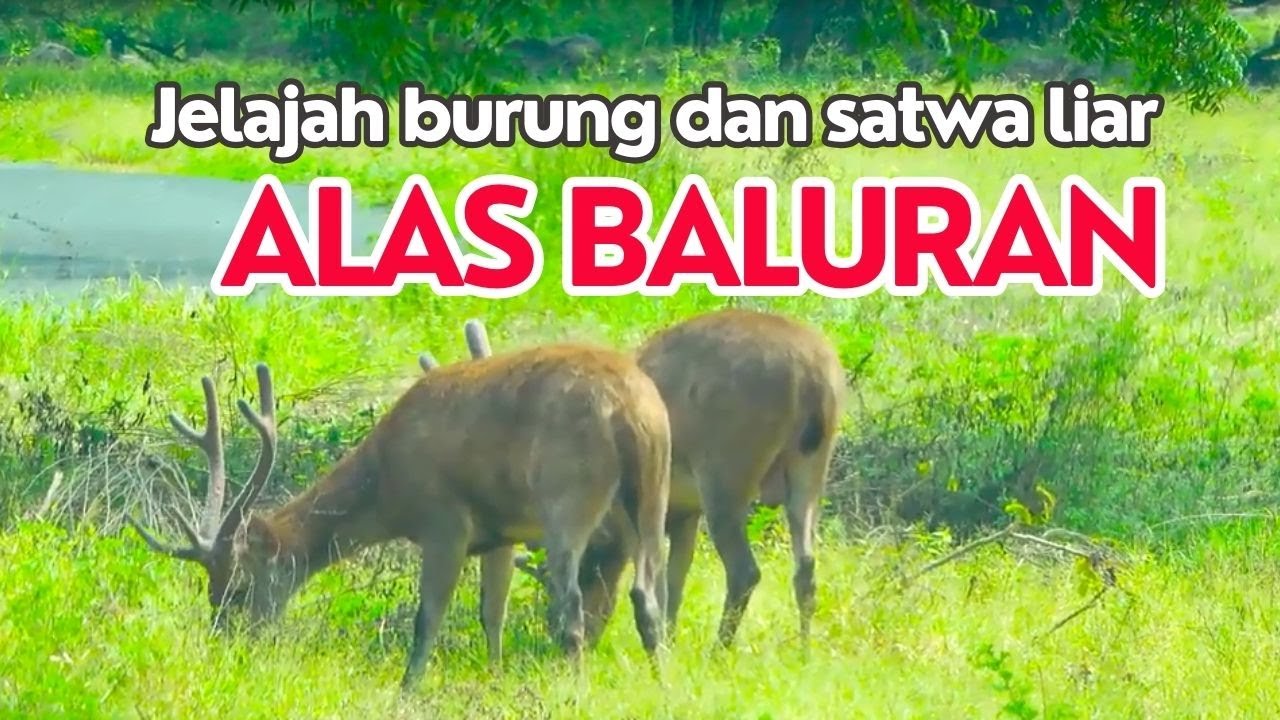 Pengamatan burung dan satwa liar (Birding) di Alas Baluran, dekat alas purwo