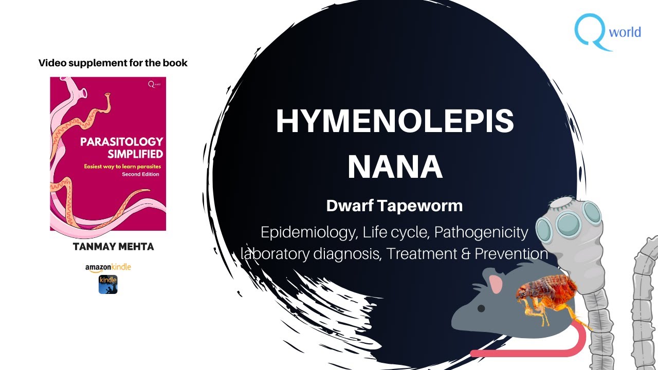 Hymenolepis nana (Dwarf Tapeworm): Parasitology simplified tutorials: For NEET-PG, NEXT, USMLE, PLAB