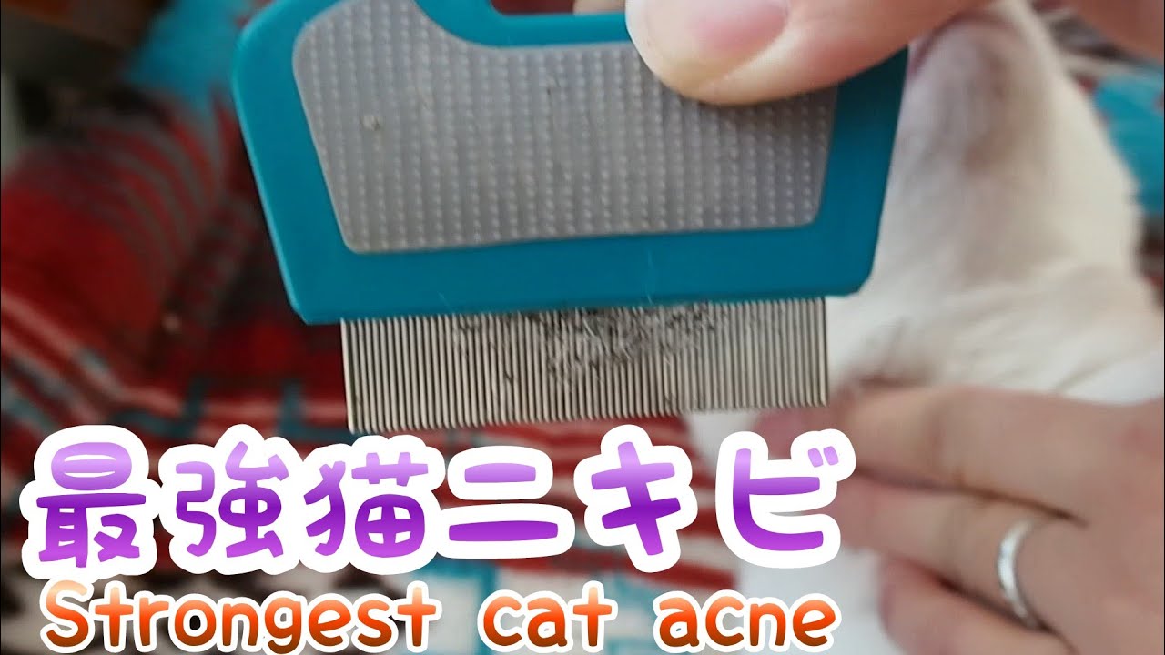 【閲覧注意】最強猫ニキビ Strongest cat acne 【オッドアイ白猫】
