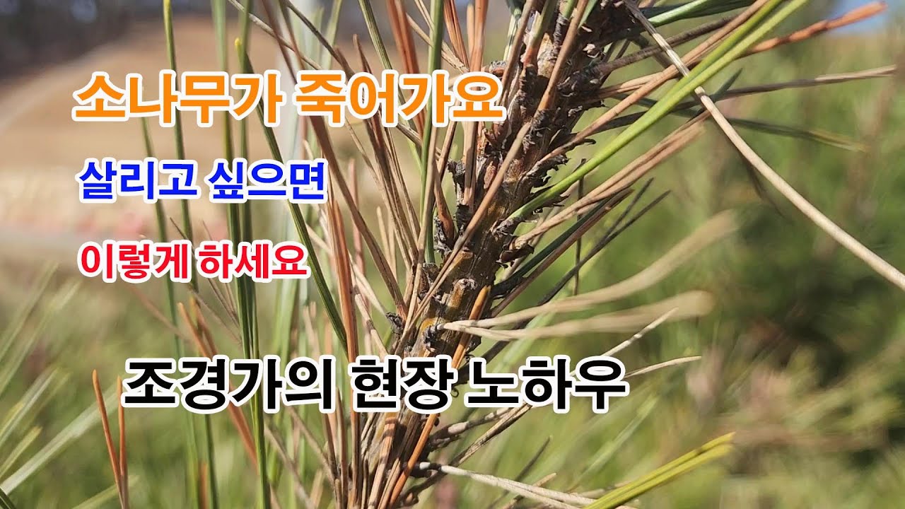 #정원 #소나무 죽어가고 있어요 가장 쉽게 진단하고, 간단하게 #치료 하는 방법, #조경과구들장 #귀농 #귀농귀촌 #귀촌 #귀촌생활 #정원수