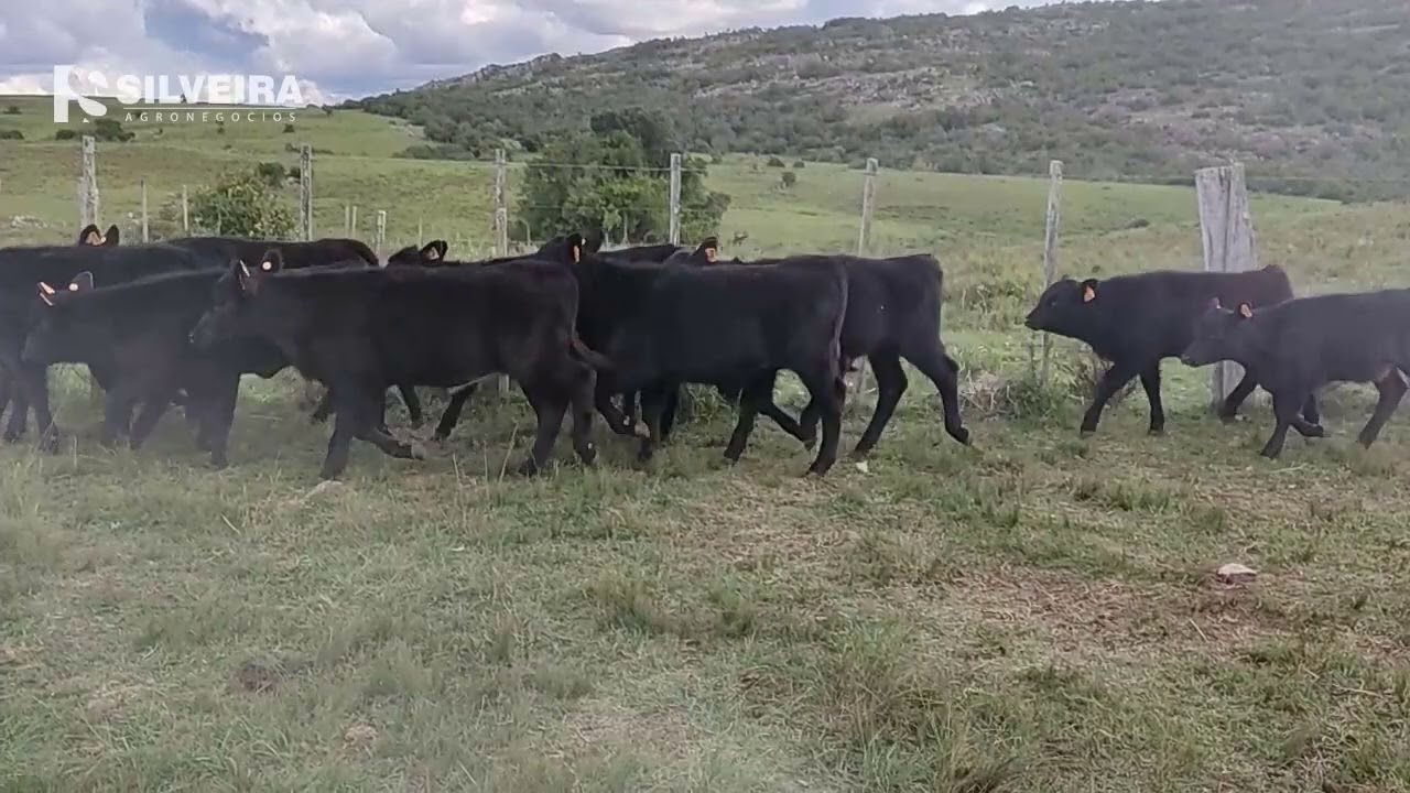 Lavalleja: el sector ganadero en alerta máxima
