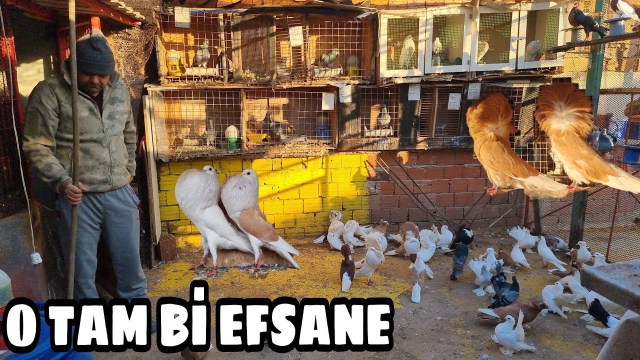 GÜVERCİN DE TAM Bİ EKOL DEYİM YERİNDEYSE BALON VE RUS KUŞU BARONU  RASİM BULUT KÜMESLERİ