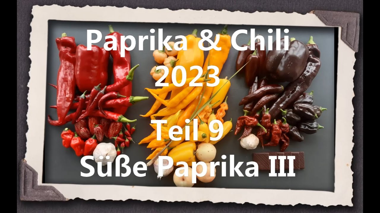 Paprika & Chili 2023 Teil 9 - Süße Paprika III