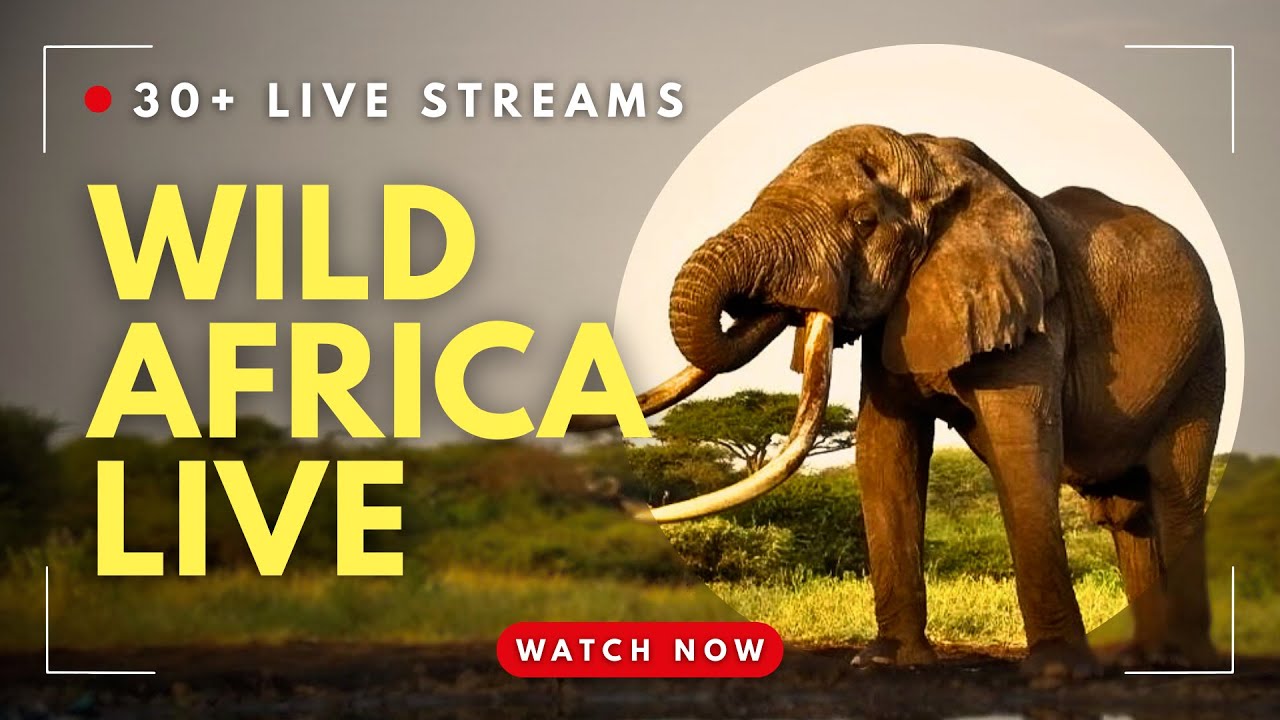 Wild Africa Live!  24/7 Safari Cam | Watch Lions, Elephants & More
