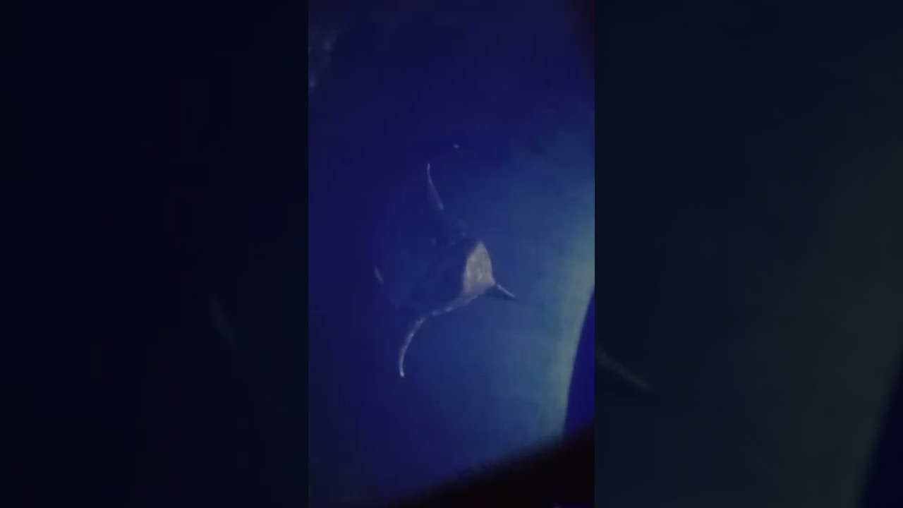 megalodon Bałtów