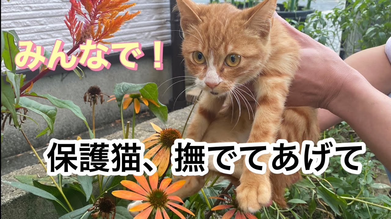 【保護猫】一緒に撫でよう！