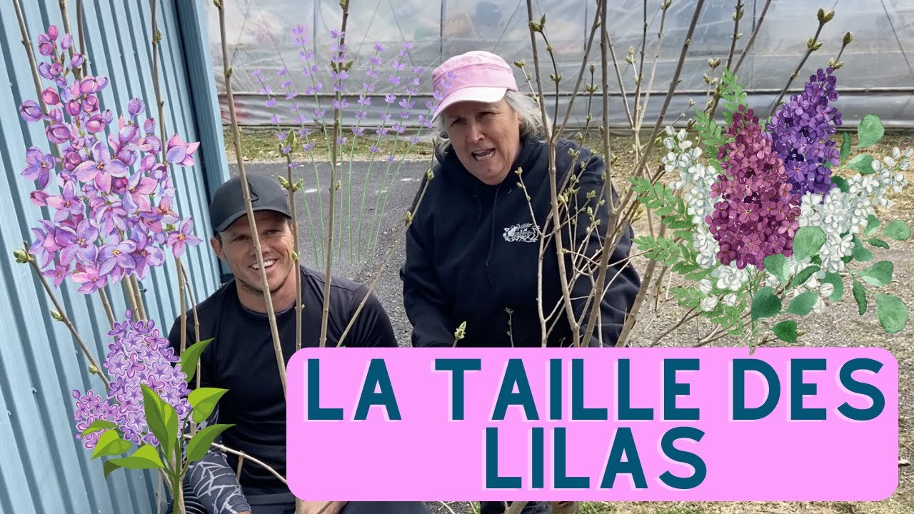 Comment tailler son lilas? - capsule horticole