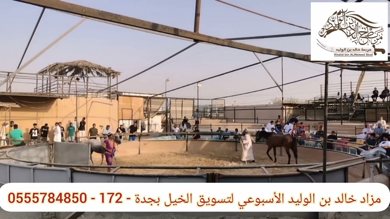‏‏اكبر و اقدم مزاد اسبوعي لتسويق الخيل بـ جدة (172) The largest and oldest weekl horse marketing