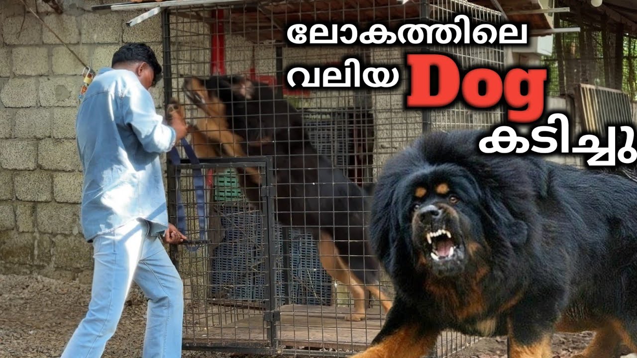  ഇത് സംഭവിക്കുമെന്ന് കരുതിയിരുന്നു..Tibetan Mastiff Dog challenge..Leash talks 