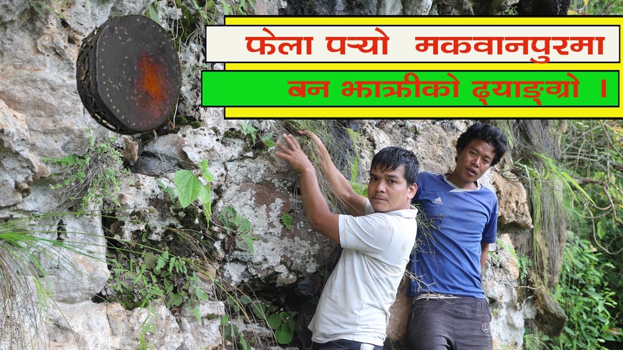 फेला पर्‍यो  मकवानपुरमा बन झाक्रीको ढ्याङग्रो   Ban Jhakri Ko Dhyangro  Exclusive Nigarani online tv